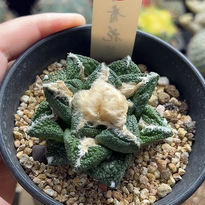 自根龟甲牡丹6cm一棵仙人球