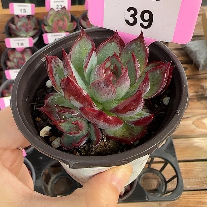 39 惊鸿仙子多肉植物