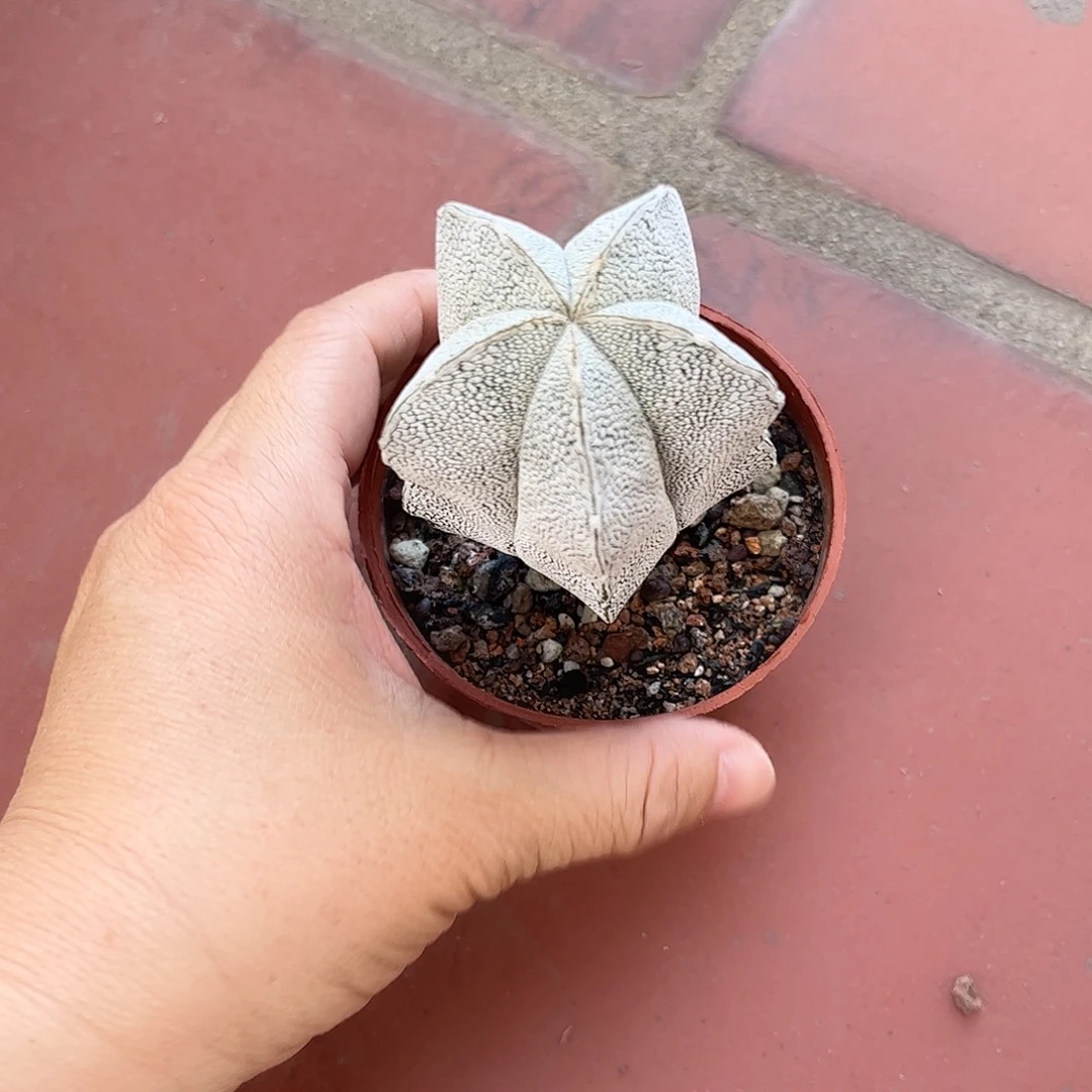 阿***雷仙人球鸾凤玉实生