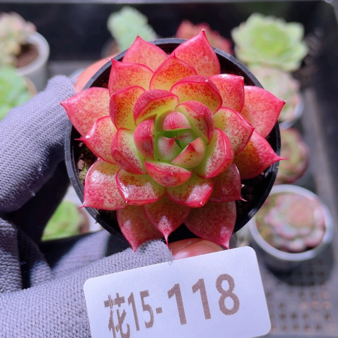 花利美15-118新品