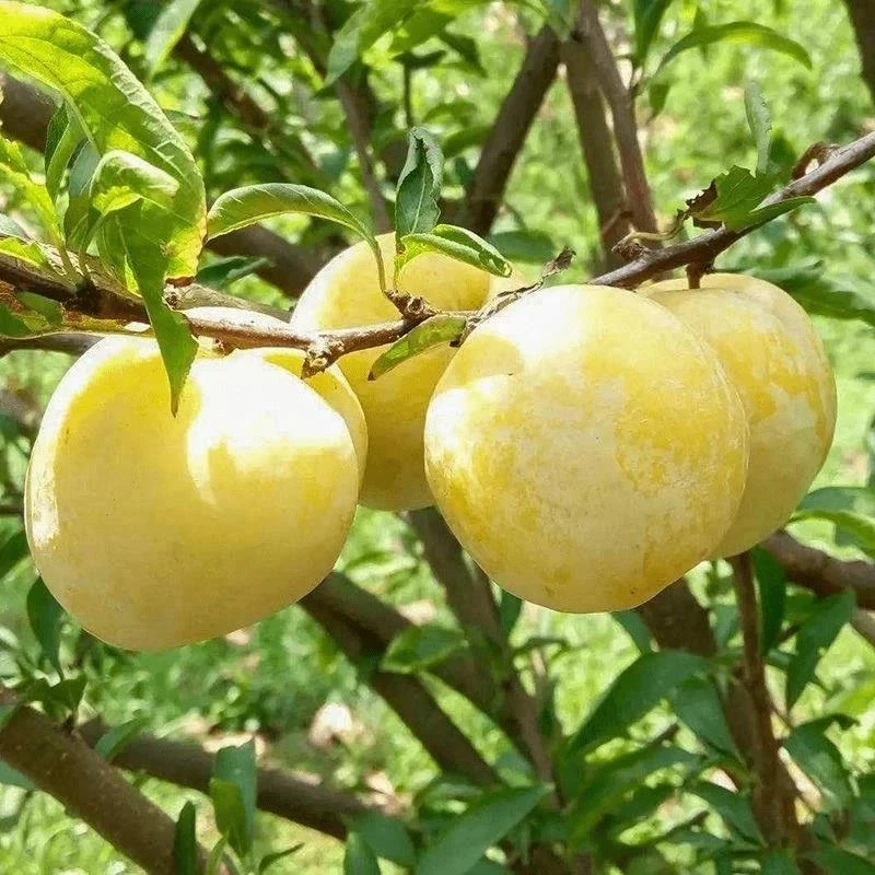 黄金奈李子树苗四川嫁接李子苗果树苗南方种植北方种植当年结果