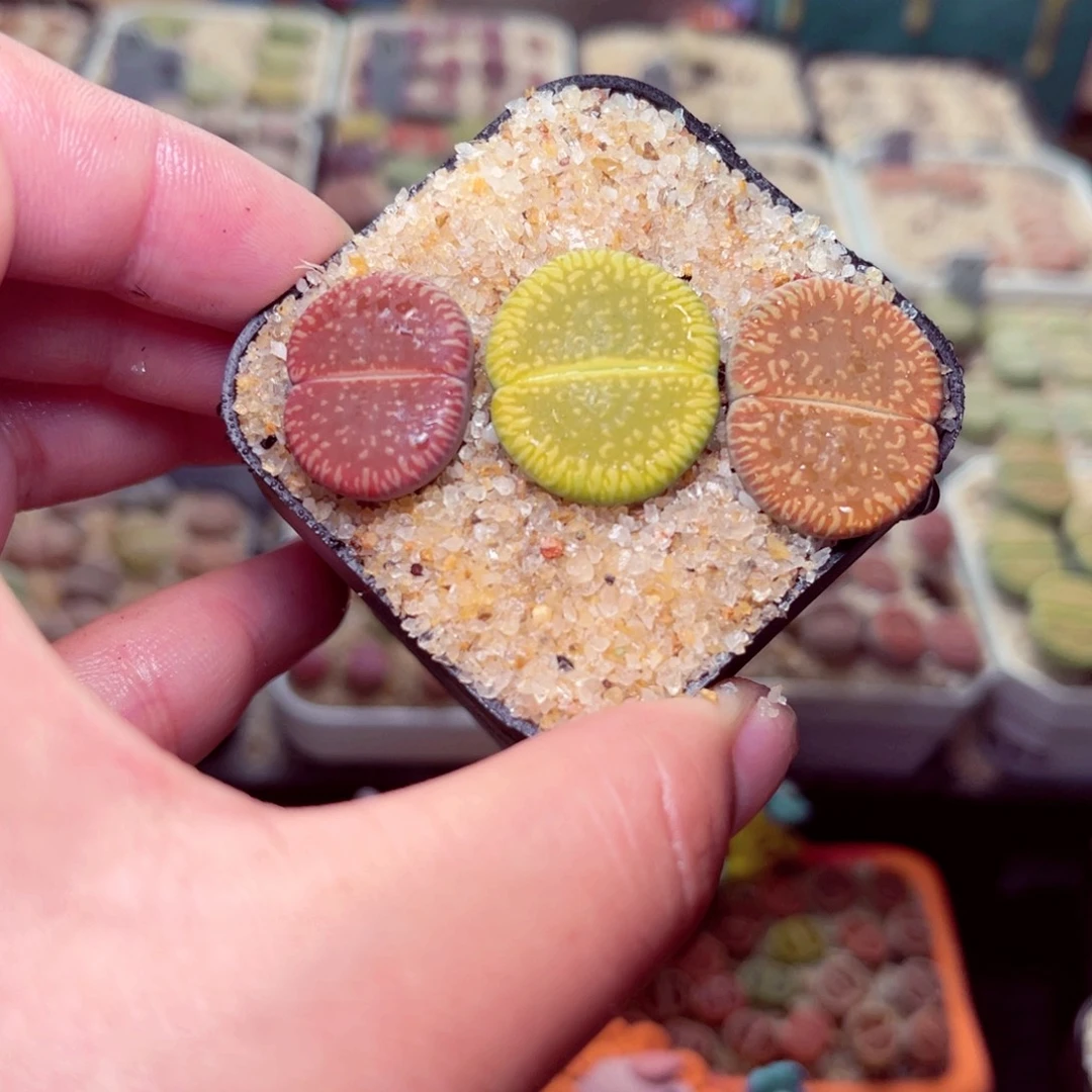 224号带盆包邮发货