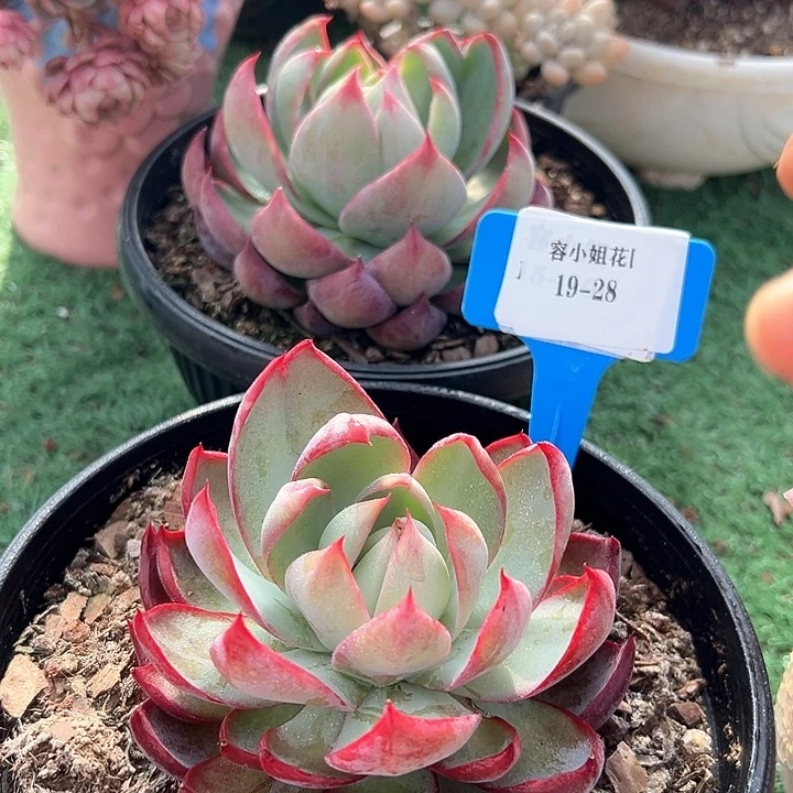 19.28惊鸿一个多肉