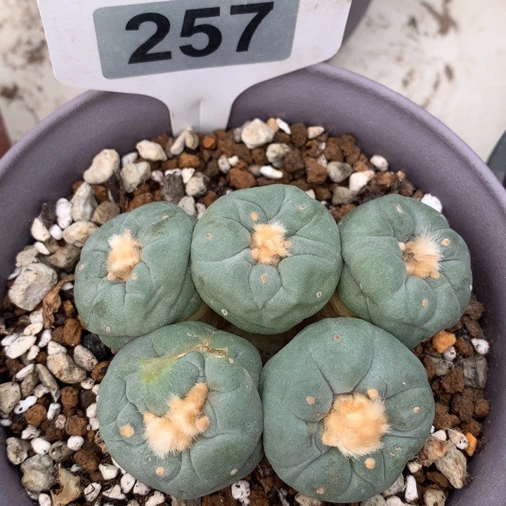 【闪购商品】失***站仙人球仙人球仙人球仙人球