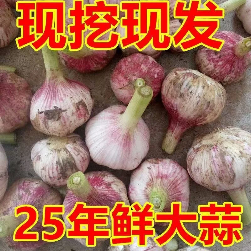 河南老家现挖紫皮大蒜5斤