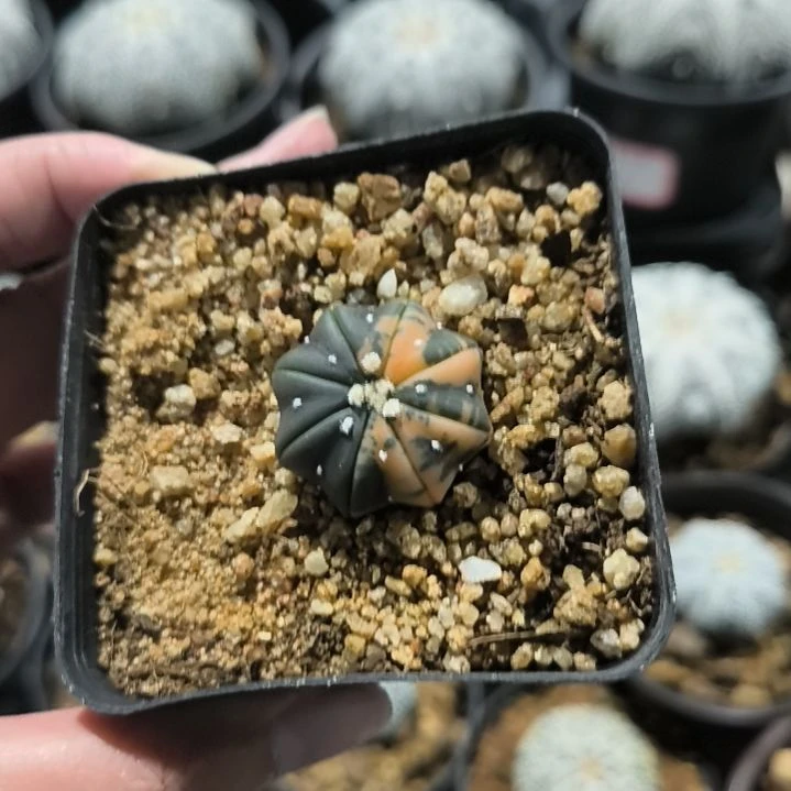 海星体一物一拍实生锦化