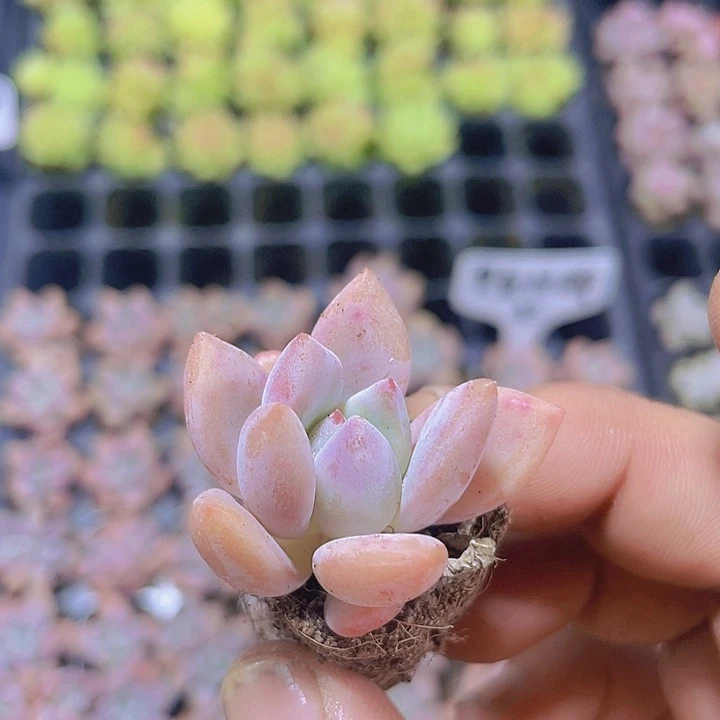 奥普琳娜【满10颗包邮】