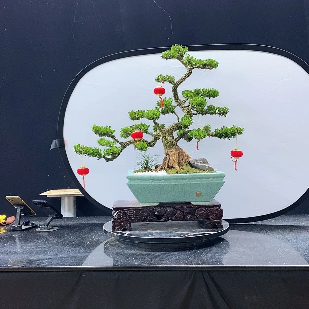 无花朵黄杨盆景造型