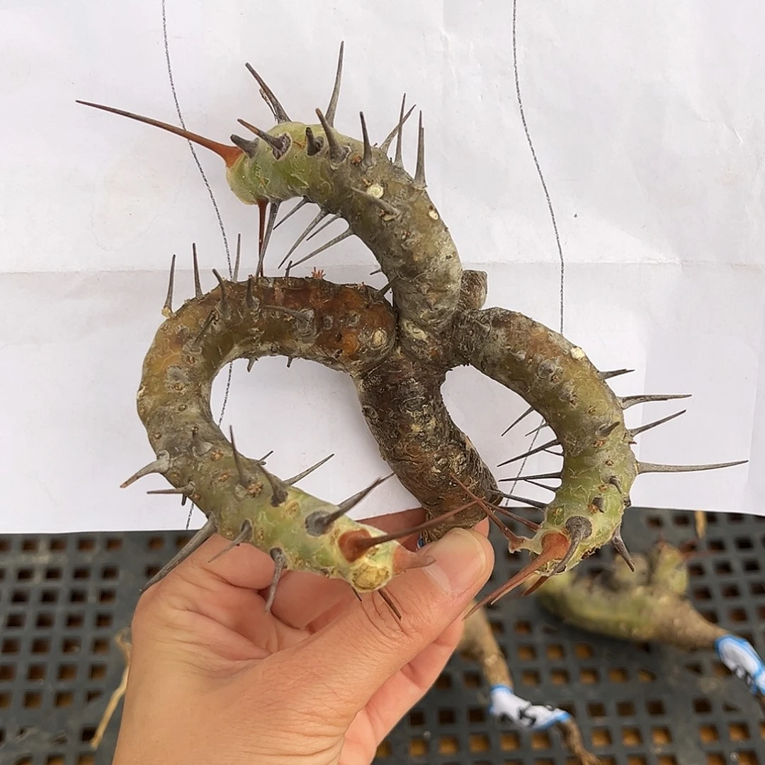 优选刺月界，紧凑弯枝