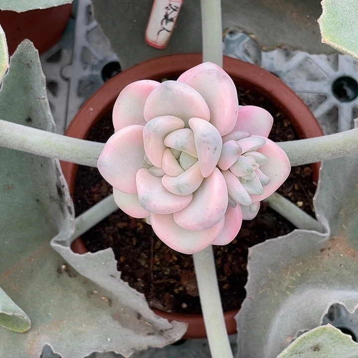 花瓣鹿锦一物一拍锦龙