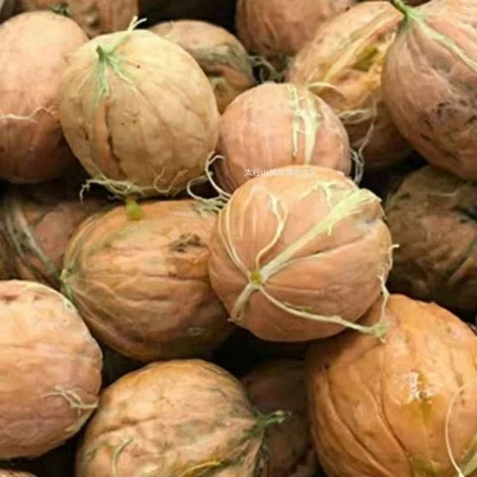 【手工去青皮】新鲜去皮老树鲜核桃湿核桃薄壳嫩核桃孕妇坚果零食