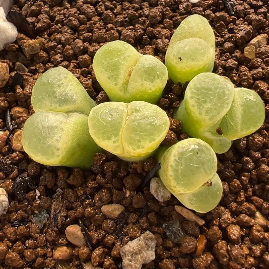 258多肉植物种类多样