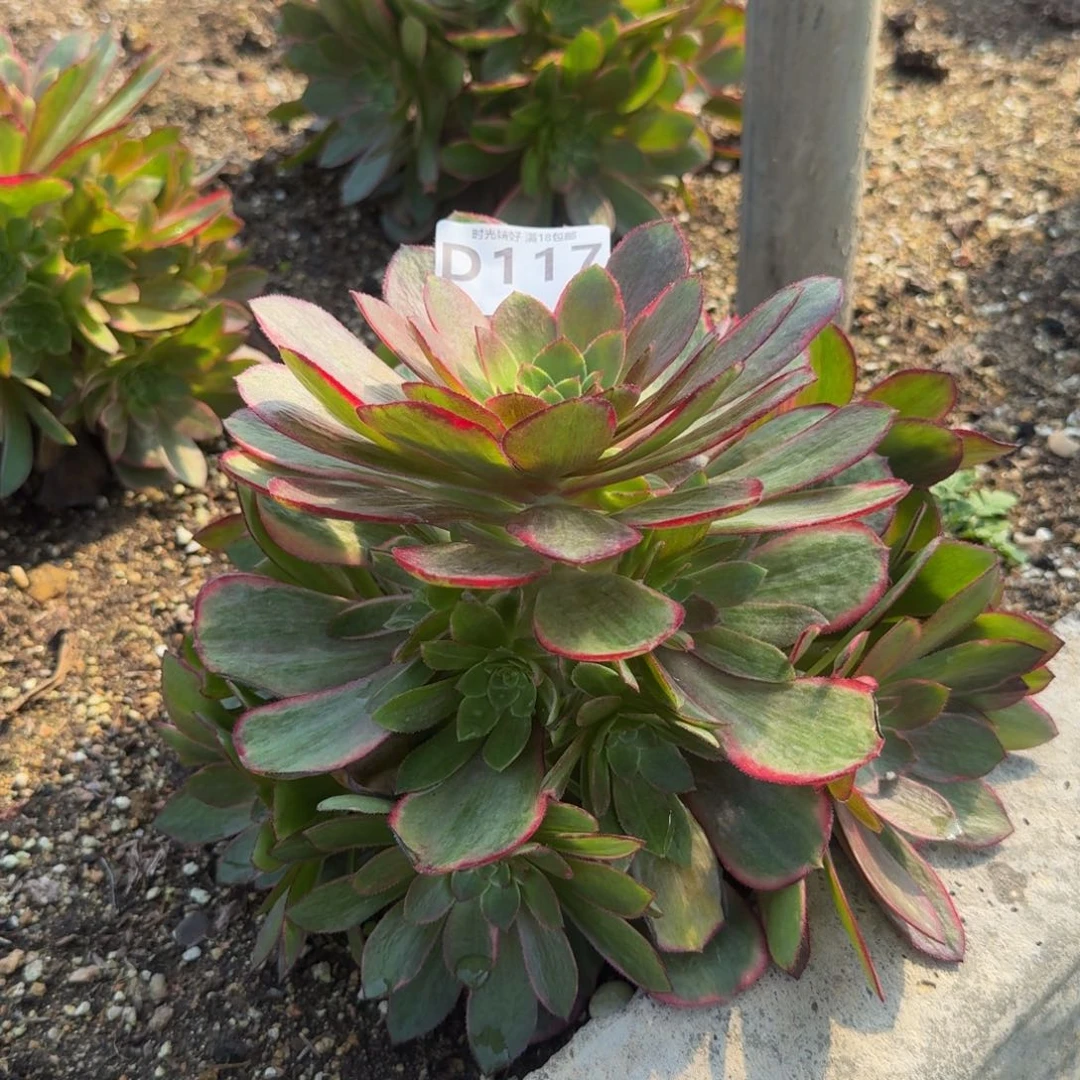 117粉冠。 多肉植物