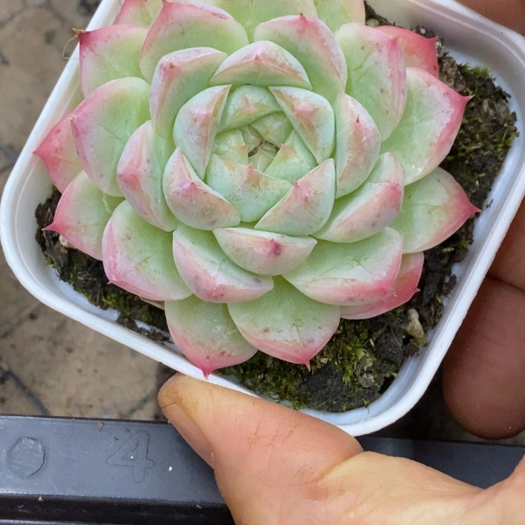 精品多肉一物一拍不包整148