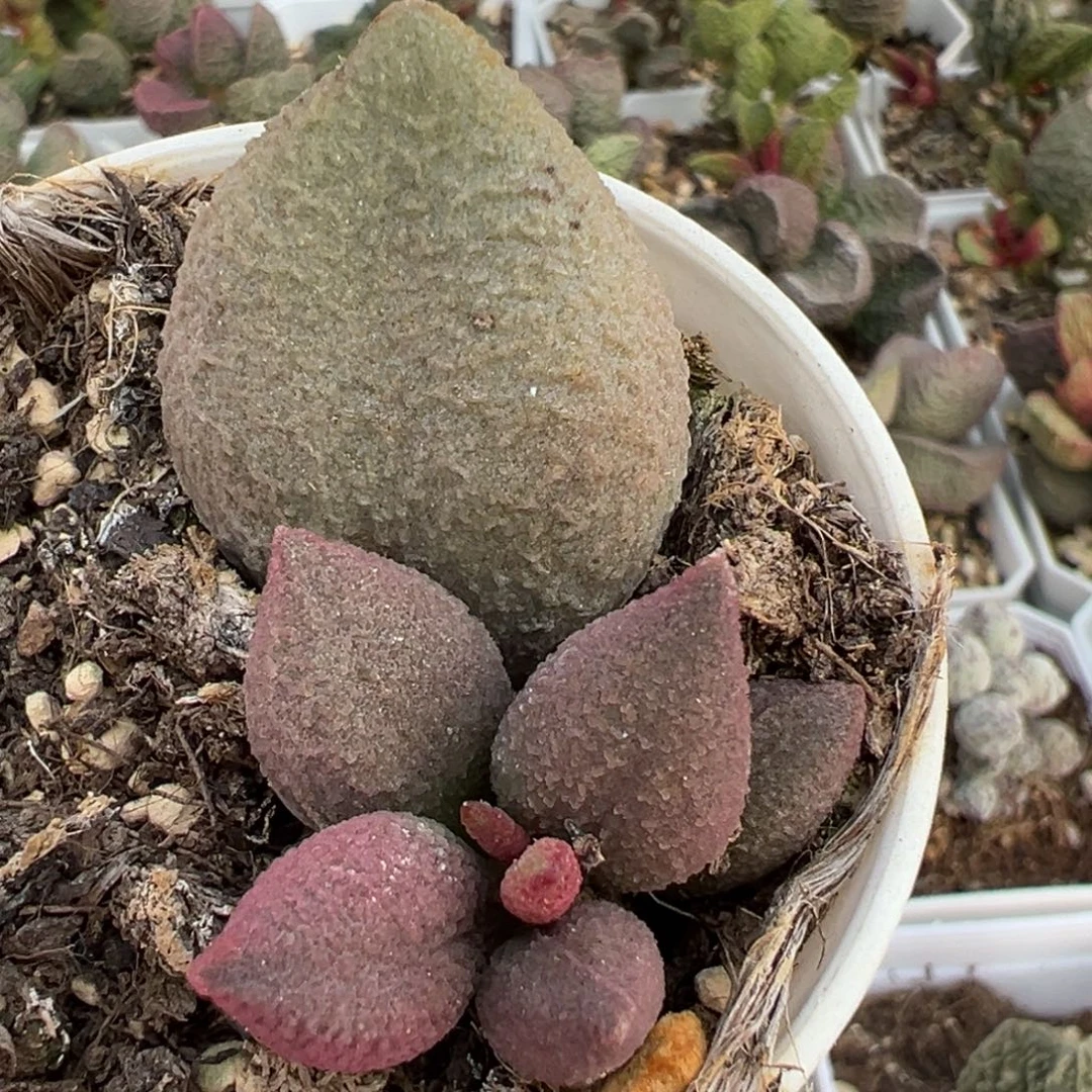 粉核桃大苗多肉植物水泡