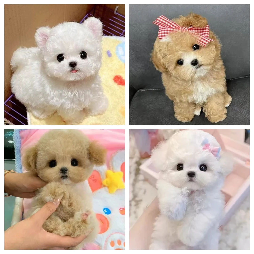 【官方认证】精品比熊泰迪熊幼犬活体宠物可爱小狗直播间/视频选宠