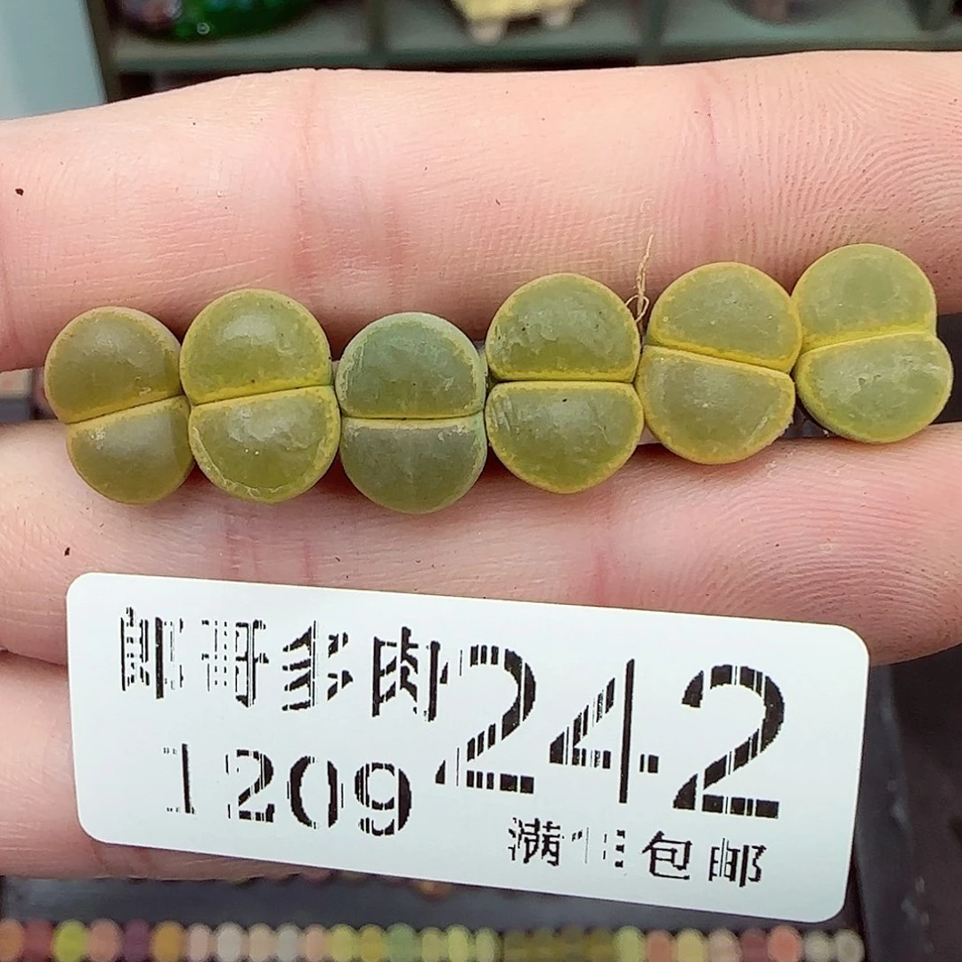 满满18包邮1209-242