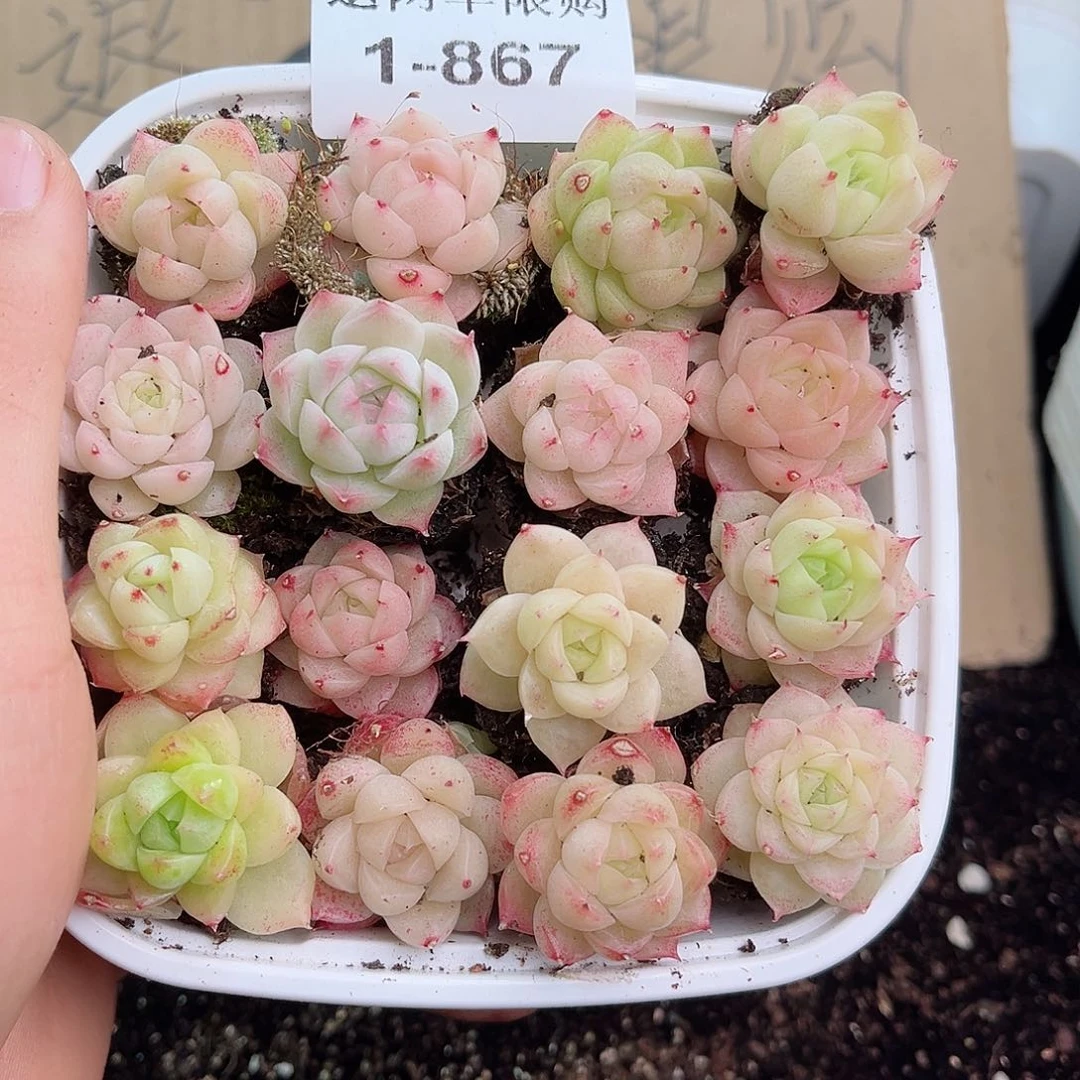 1-867 新疆西藏内蒙不发12.8包邮2-3公分多肉