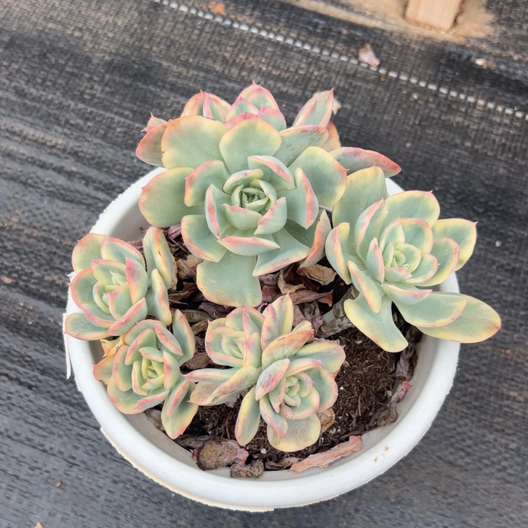 多肉植物绮罗仙子锦