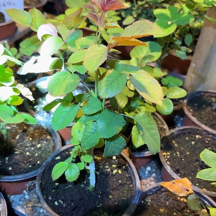 无花朵为爱成瘾小苗