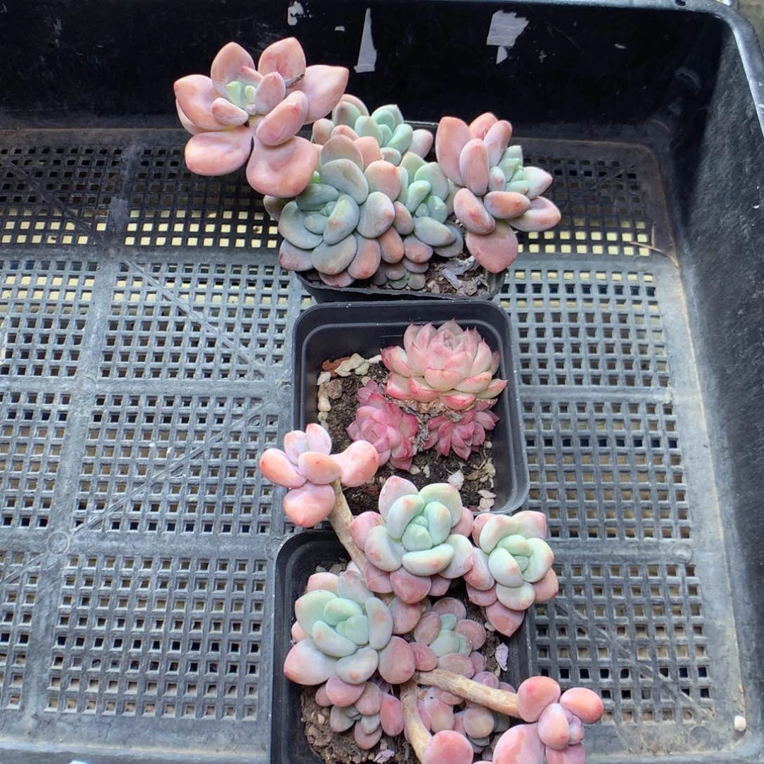 X195y y y y y y y y