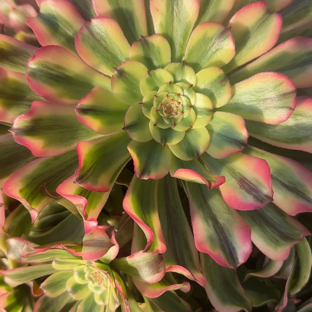 蛟**海多肉植物黛玉1245