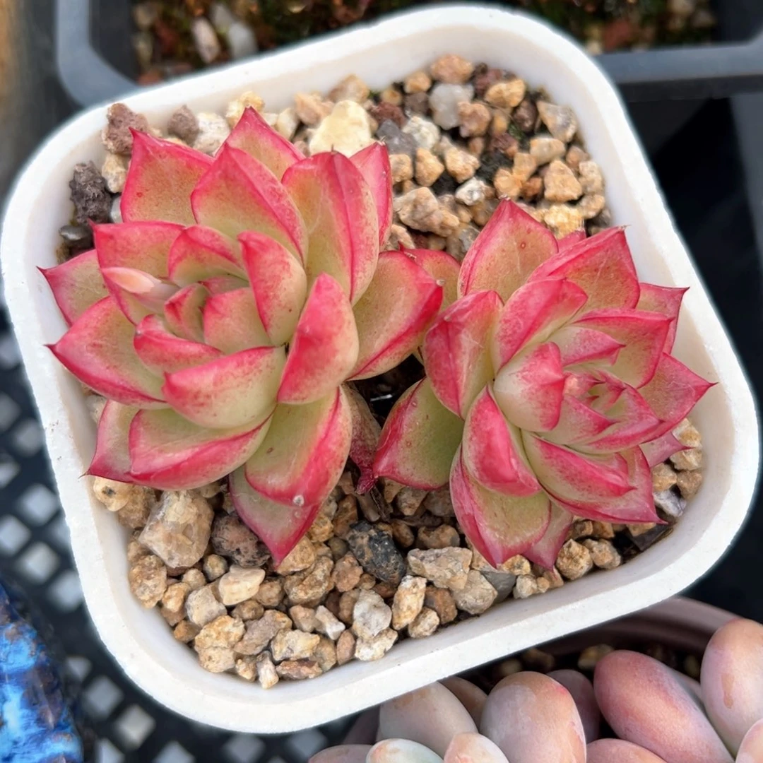 梦幻女王（满38包邮）多肉