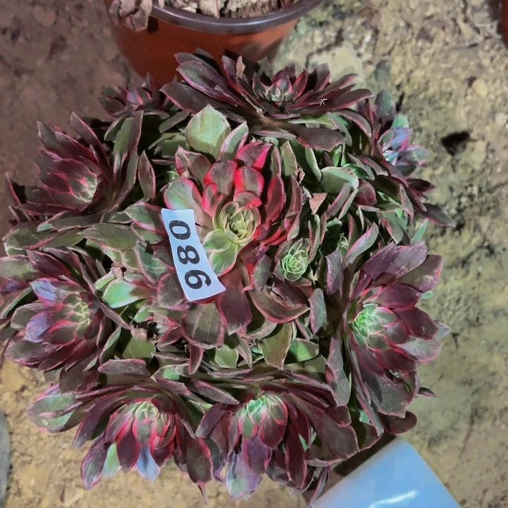 980万花筒多肉植物不售后