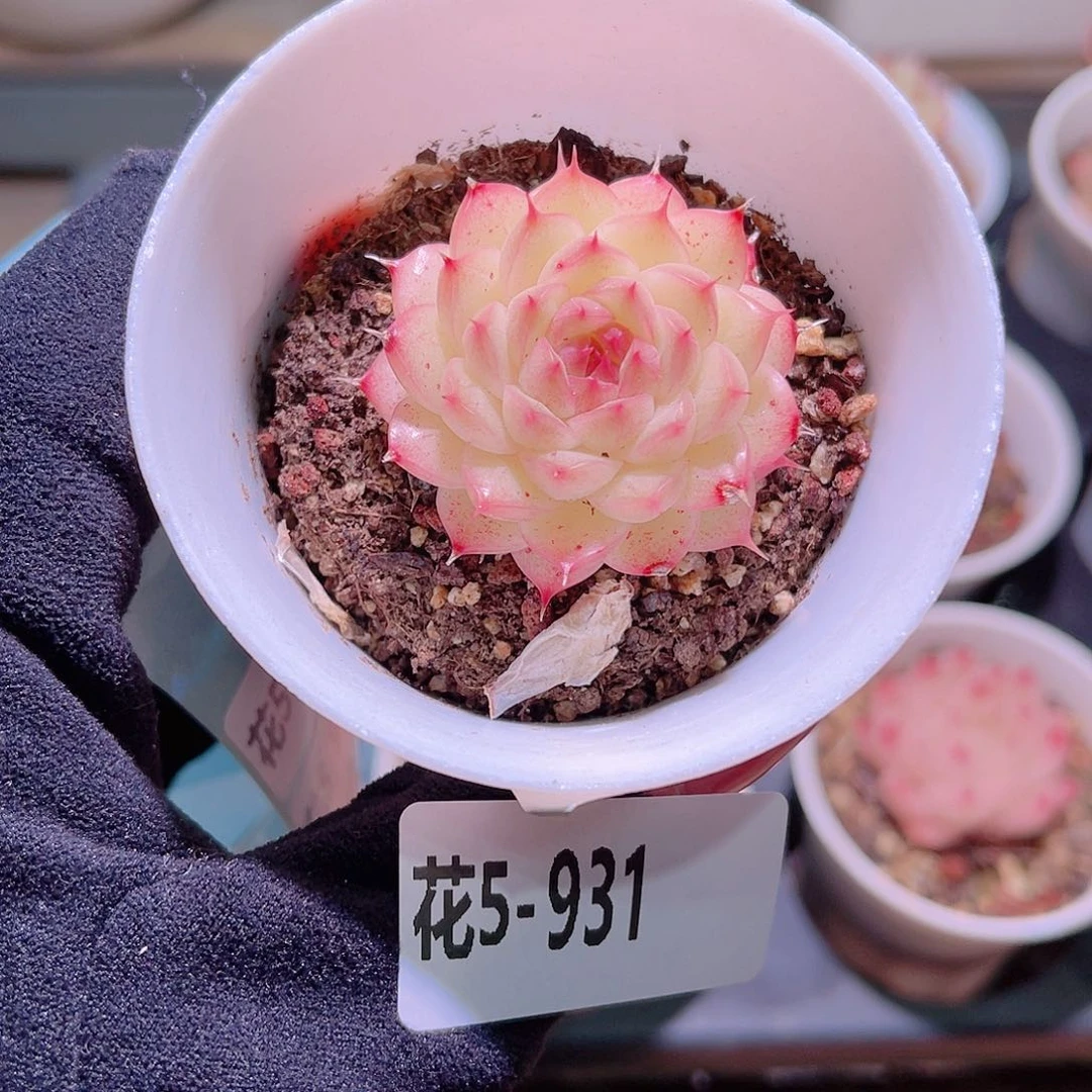 花利美5-931海王