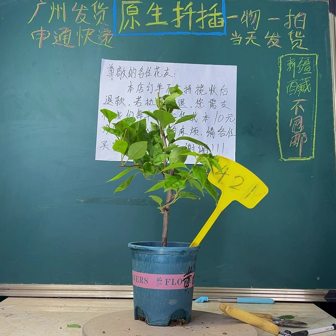 当前无花栽培后可以开花  福利 黄女郎  421