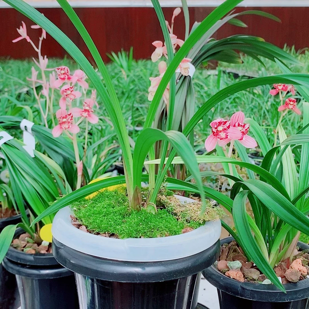 独***我全部花苞一物一拍漂亮開花