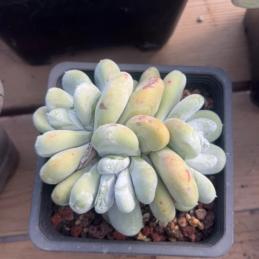 拇指胖嘟嘟～一物一拍1836