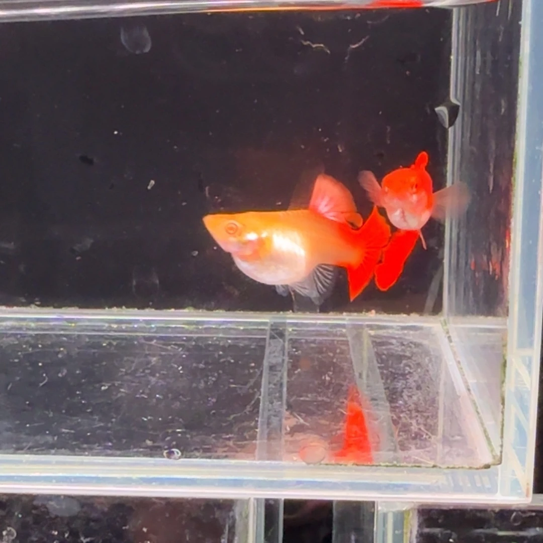 孔雀鱼大背血红1对