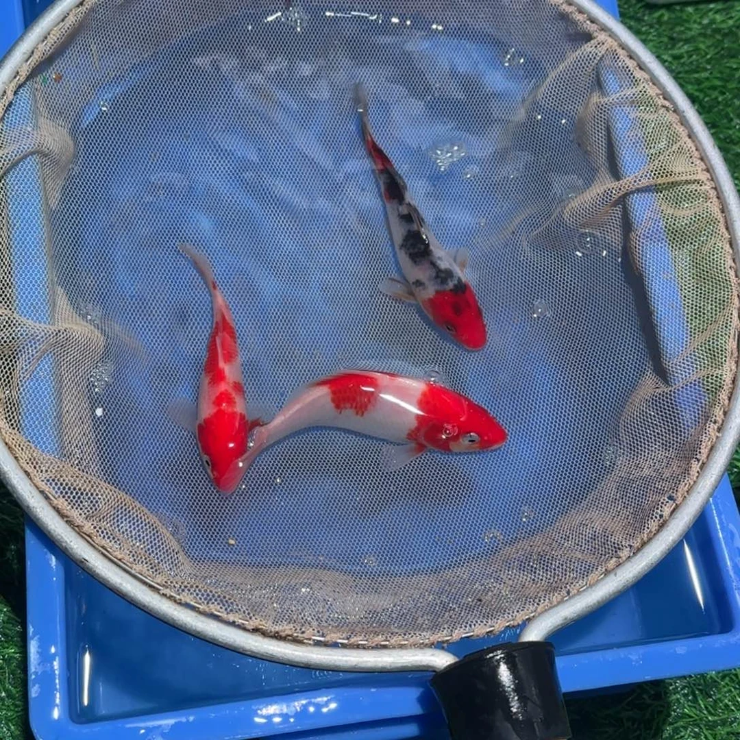 锦鲤锦鲤观赏鱼锦鲤