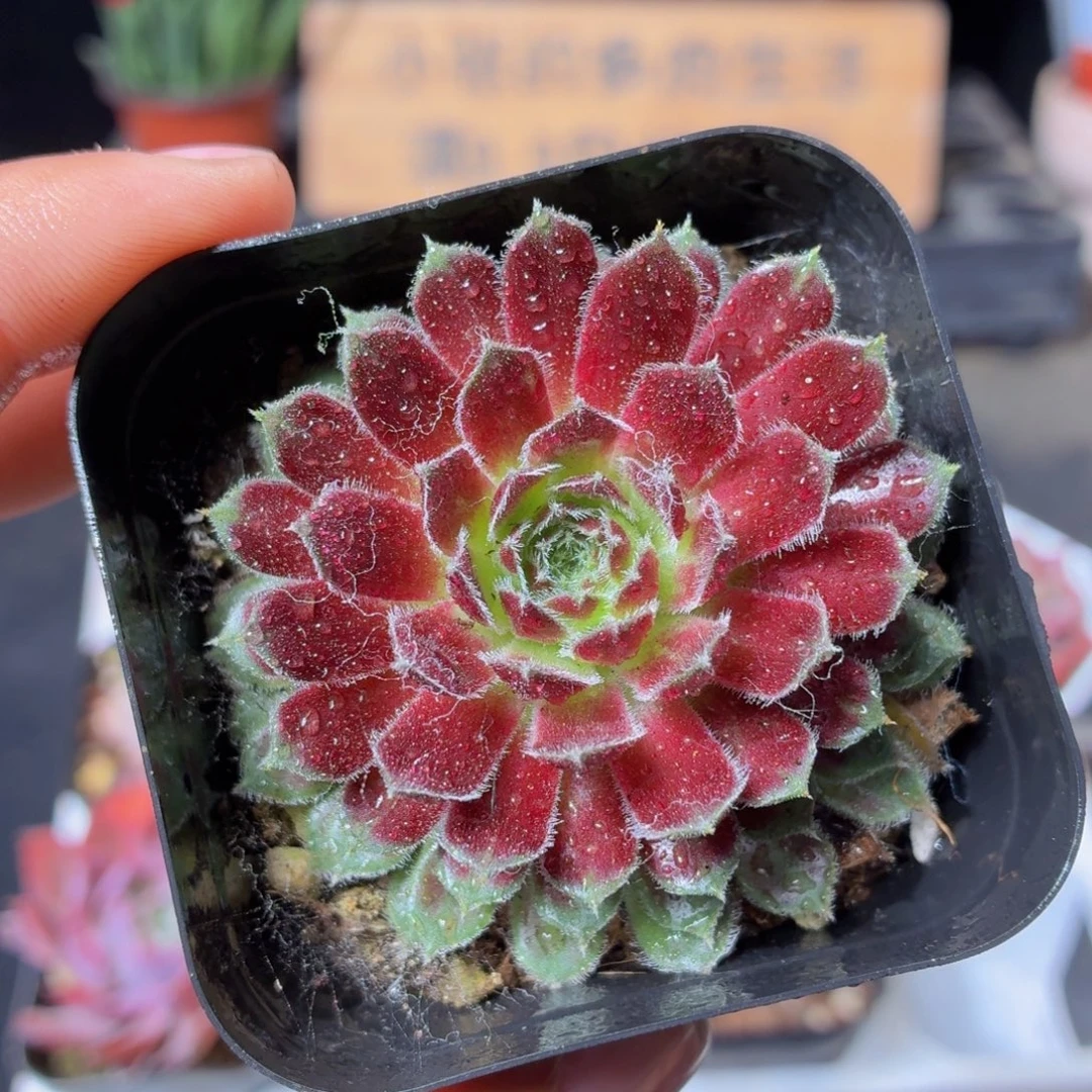 紫牡丹多肉9.9包邮发货