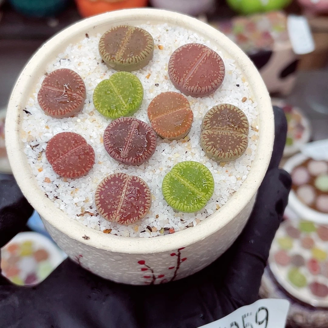 生石花18包邮0624-259