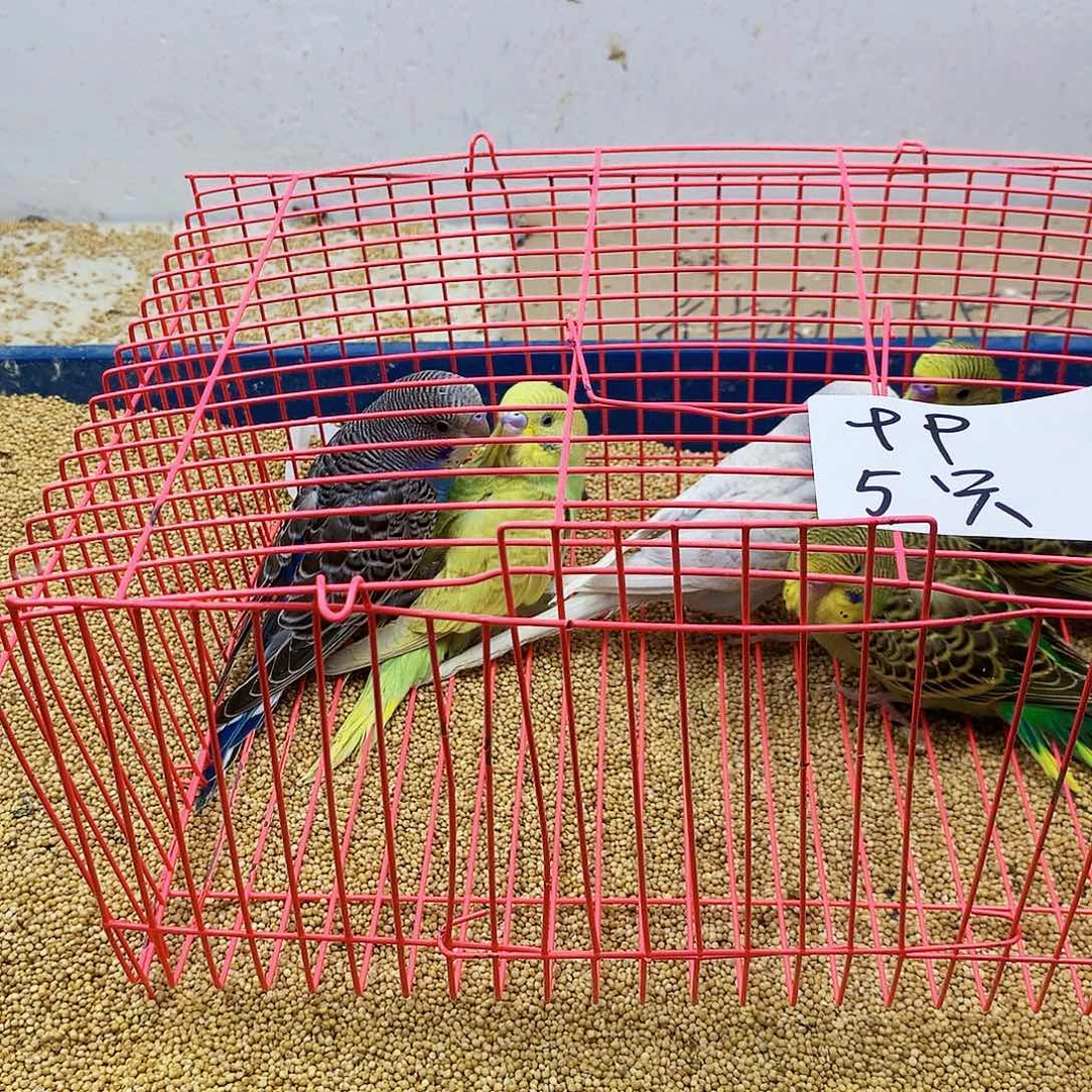 虎皮鹦鹉空*虎皮鹦鹉
