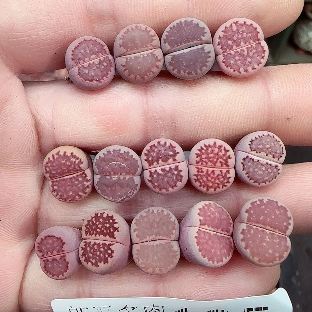 满满18包邮0103-185