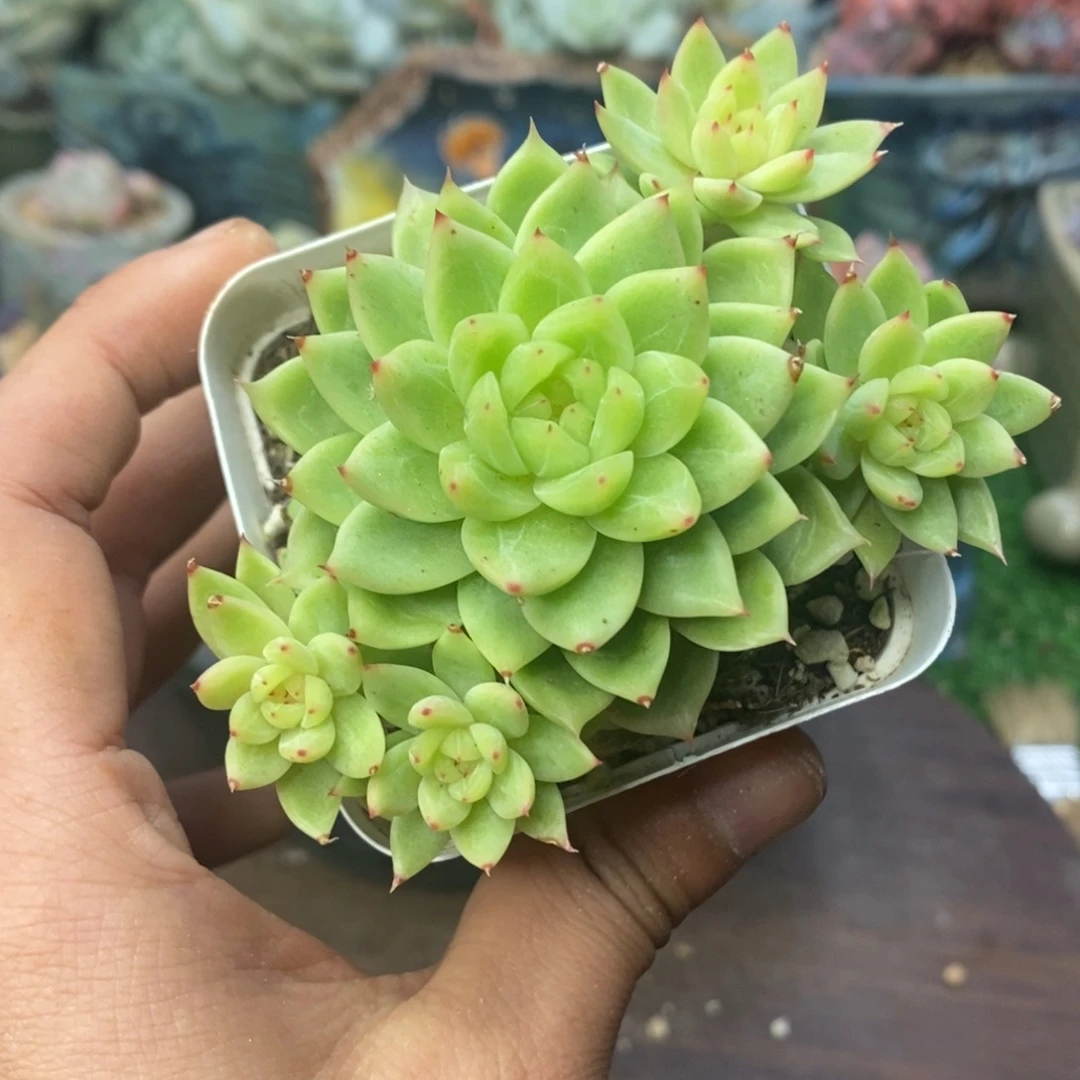 尖叶珍妮自然群一物一拍