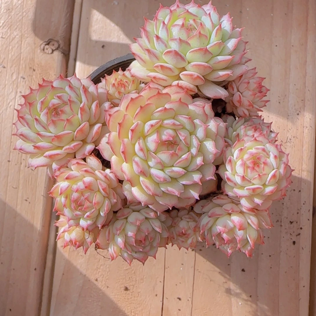 小红船精控群一颗一物一拍