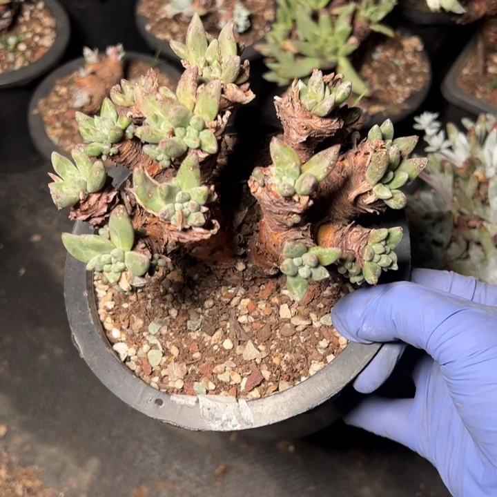 638绿菊哈哈哈哈哈哈哈哈