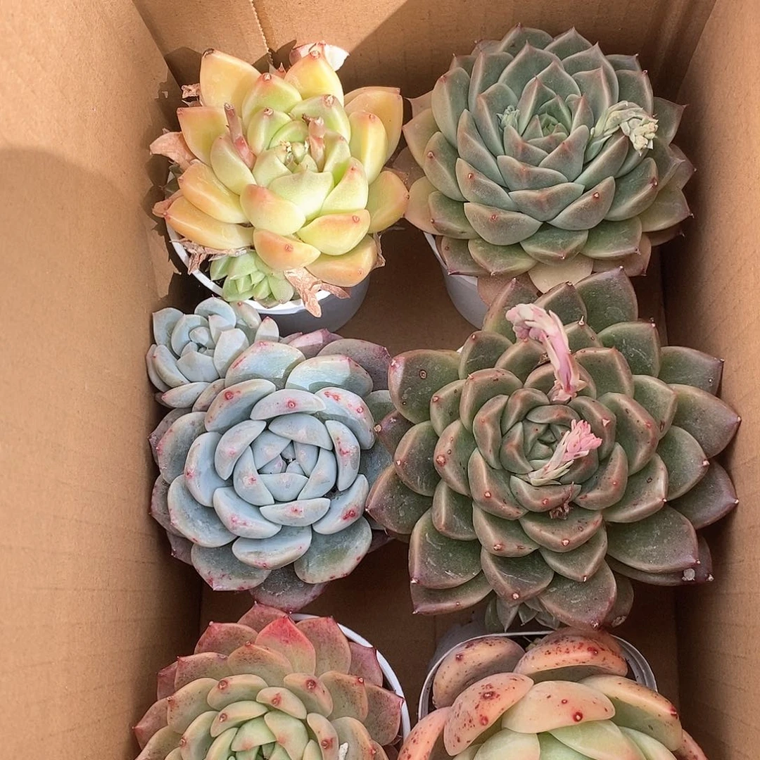 单头胖乎乎超大个 6480