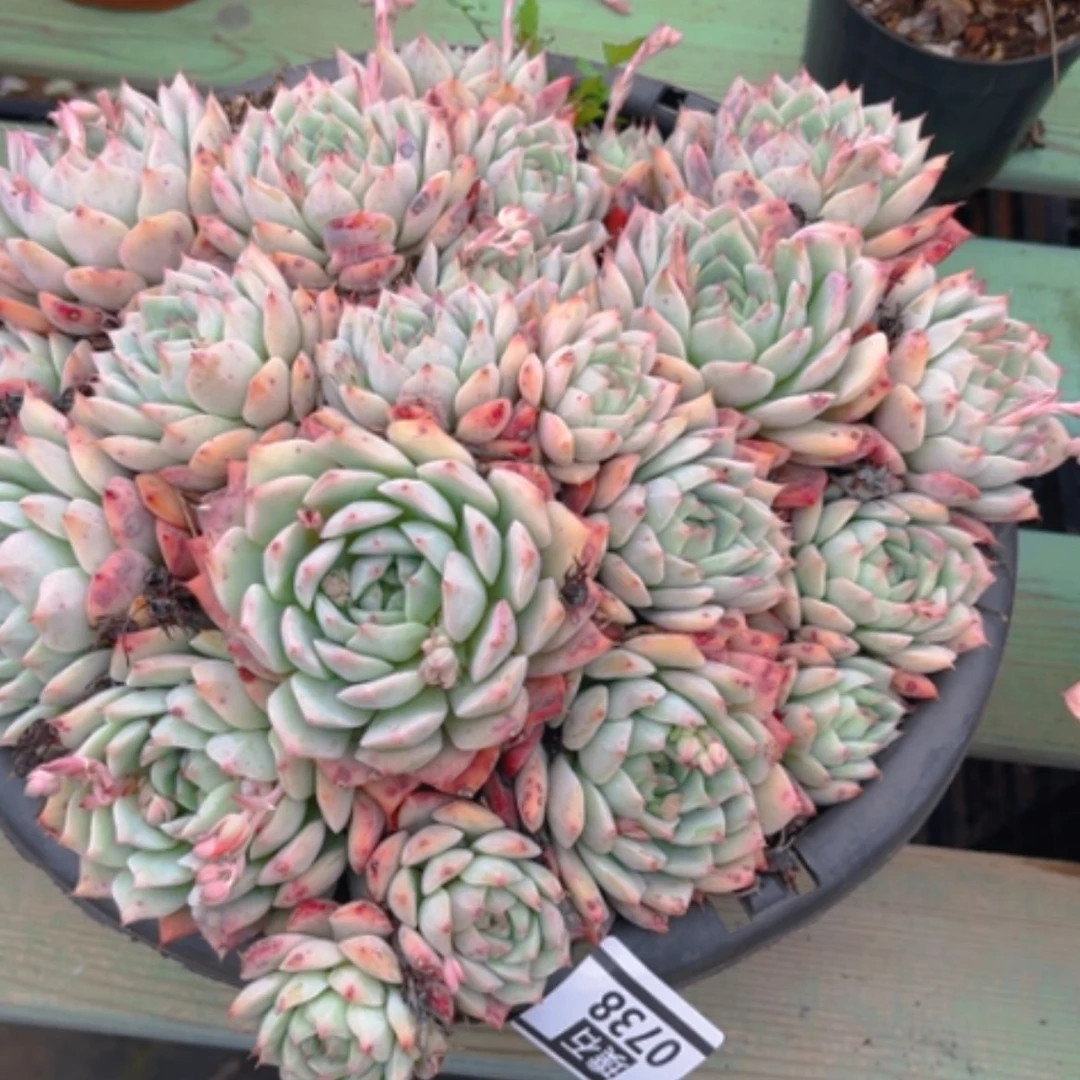 【闪购商品】tp0738