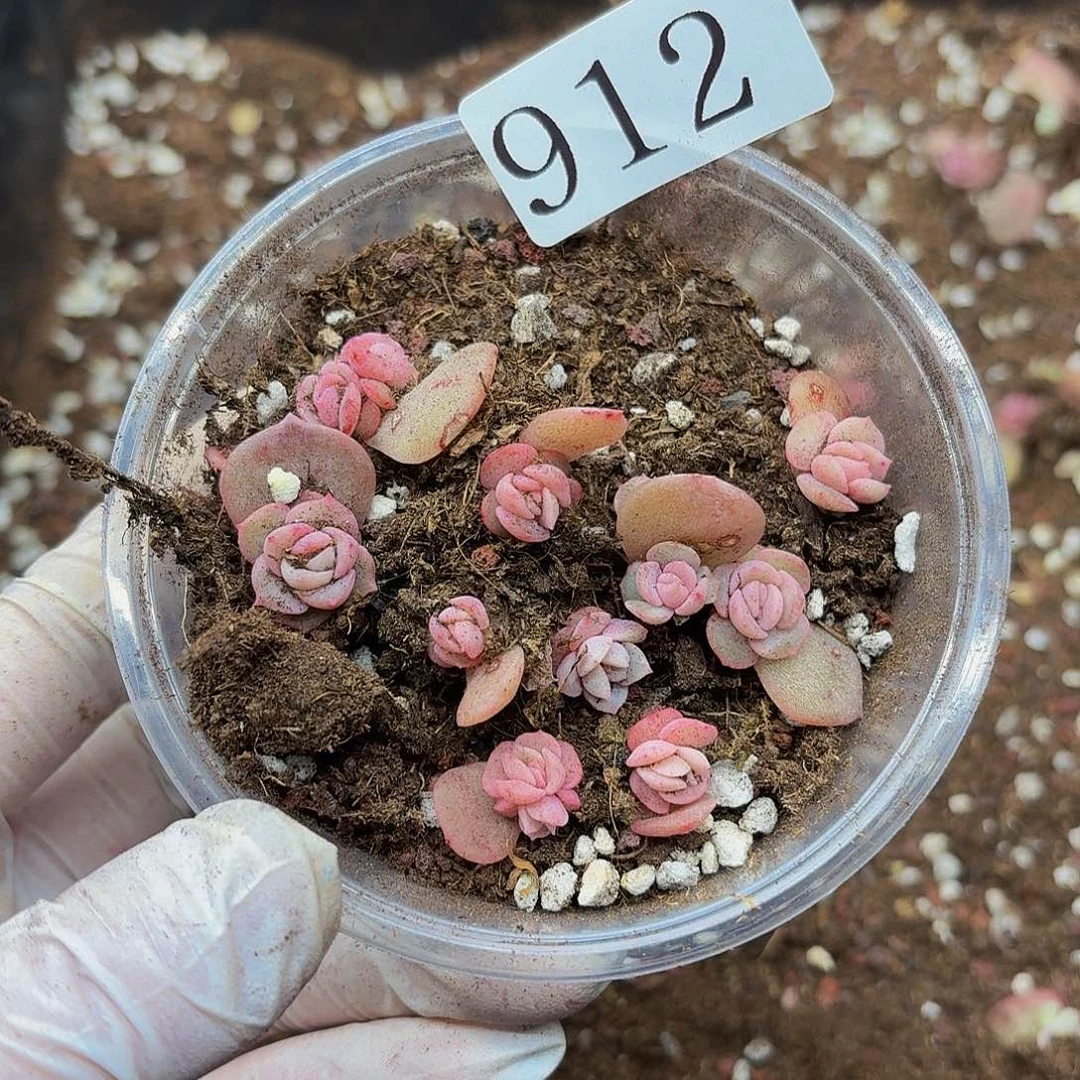 多肉植物多肉植物912