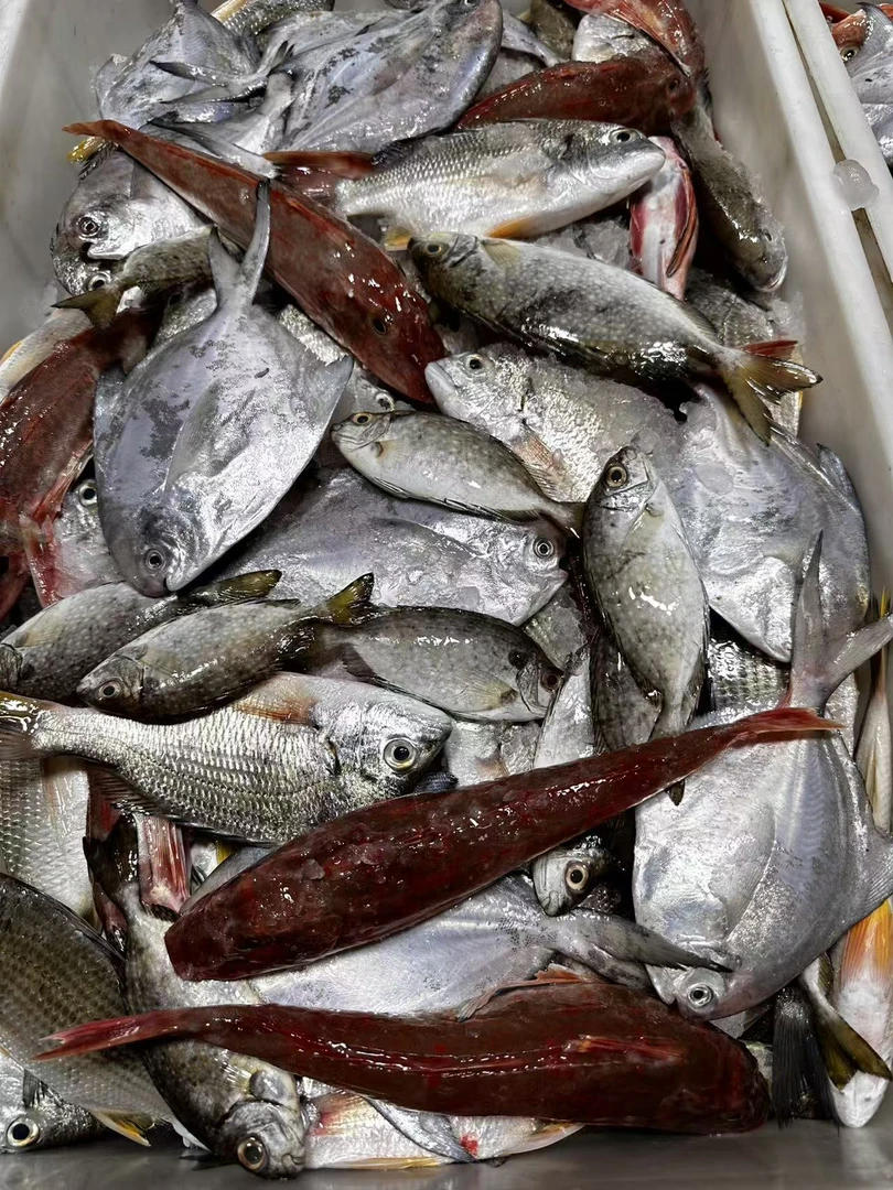 1湛江本港海杂鱼当天捕捞新鲜现拍现称为主，帮杀有15%~20%损耗