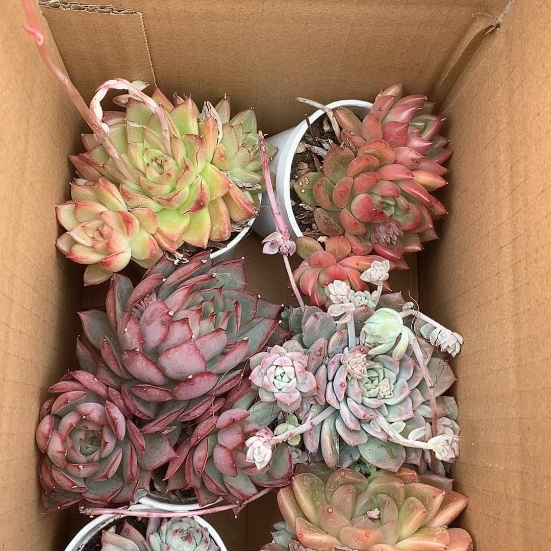 大群生 6个不同色系 6132