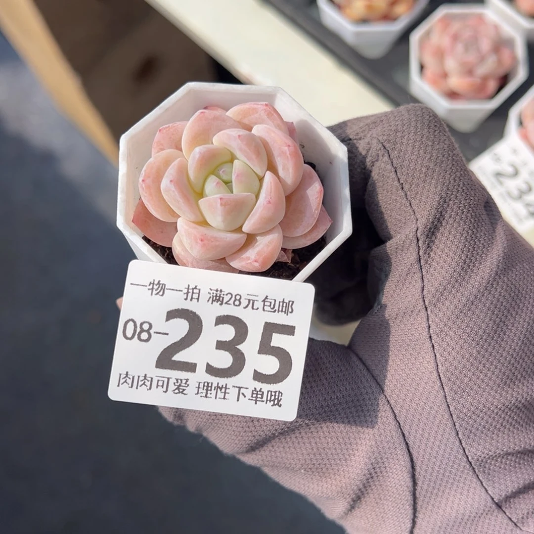 和田玉多肉多肉多肉多