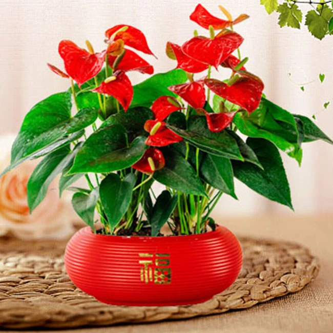 红掌盆栽室内客厅绿植一帆风顺花卉植物四季开花