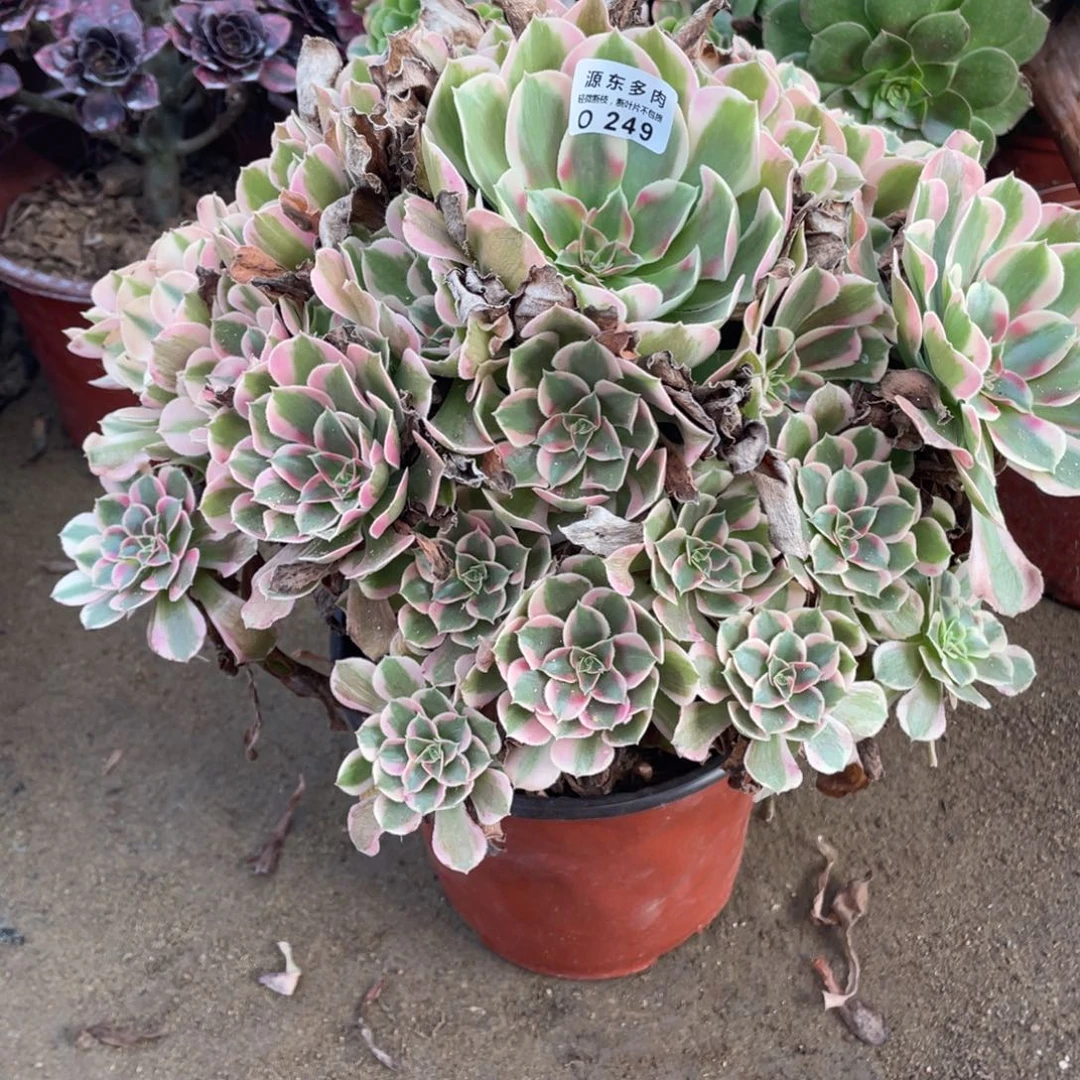 249初恋多肉法师断枝不包