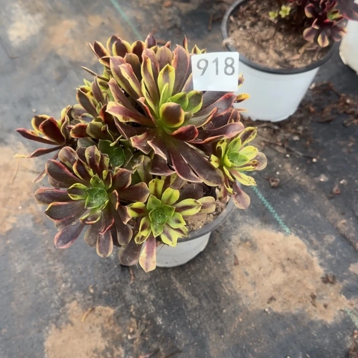 918两单包邮。       欧嘉莉。